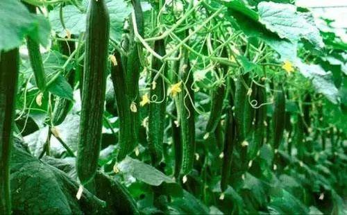 必吃大瓜今日大瓜